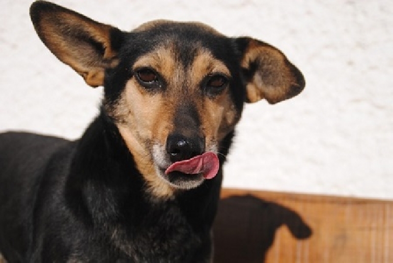 Регистрирайте кучетата си, приканва Община Годеч стопаните на нейна територия