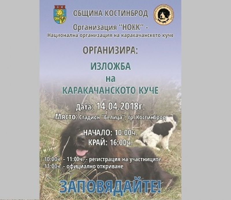 Костинброд ще бъде домакин на изложба на каракачанско куче 