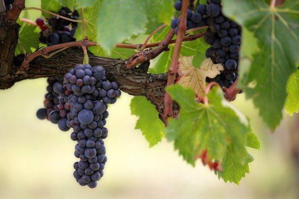 Мярката „Кризисно съхранение на вино“ ще подпомага производители в лозаро-винарския сектор