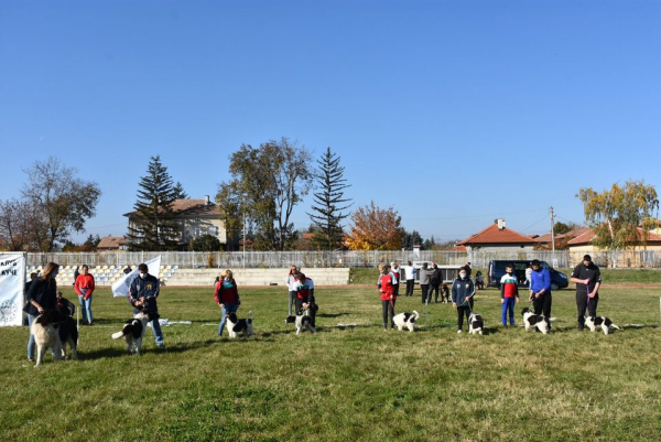 Община Костинброд бе домакин на национален шампионат за всички породи кучета „За Купата на Кмета“ 