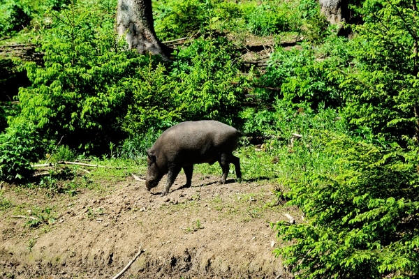 Забраниха груповия лов на дива свиня