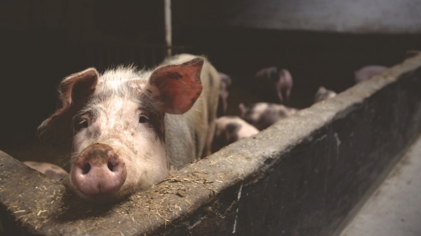 Разпространиха мерки за ограничаване на Африканската чума по свинете
