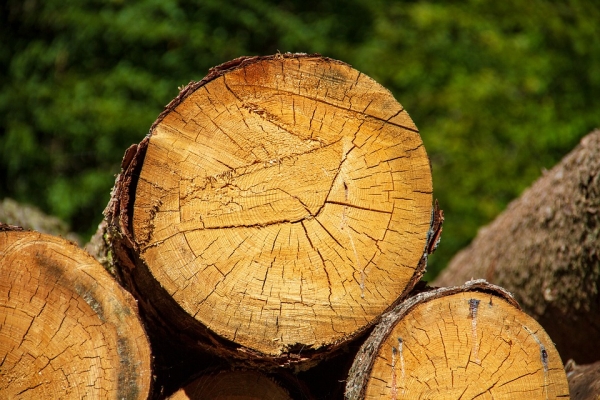 Агенцията по горите засилва контрола върху снабдяването с дърва за огрев