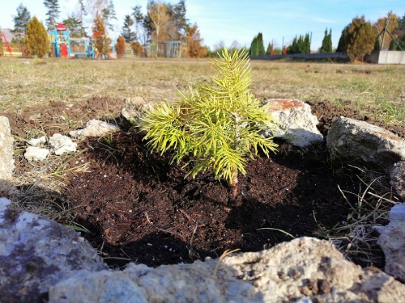 Деветнадесет нови дръвчета ще красят градският парк в Драгоман