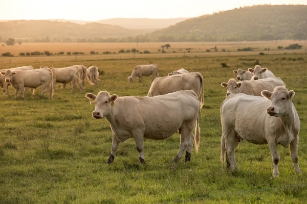 Стопаните ще получават повече пари за първите 50 крави и 200 овце в Кампания 2020