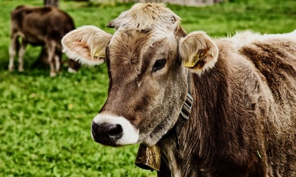 От 15 април животновъдите могат да кандидатстват за подпомагане по мярка 14 „Хуманно отношение към животните“