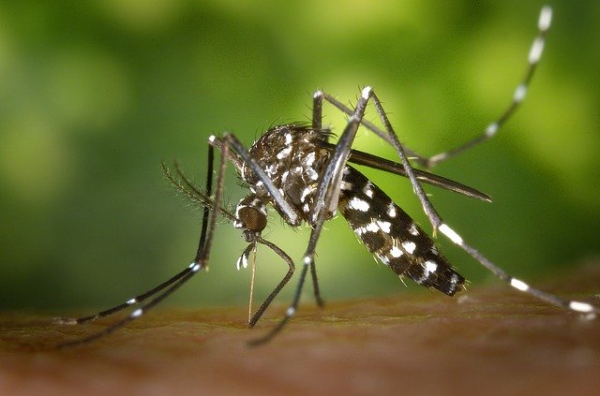 Министърът на здравеопазването подписа първия договор за дезинсекционни мероприятия и третиране срещу комари