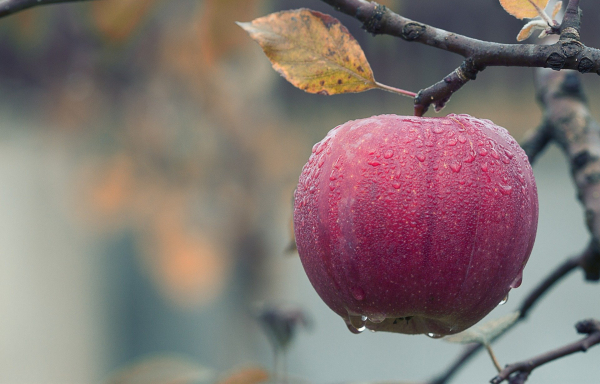 Селскостопанската продукция за 2020 г. с над 8% спад