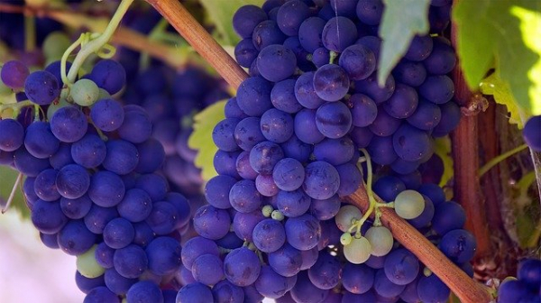 От 1 март стартира прием по мярка „Кризисно съхранение на вино“