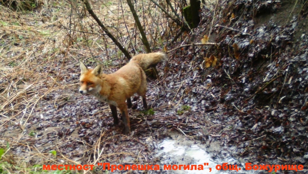 Вижте дивите животни, населяващи територията на община Божурище (видео)