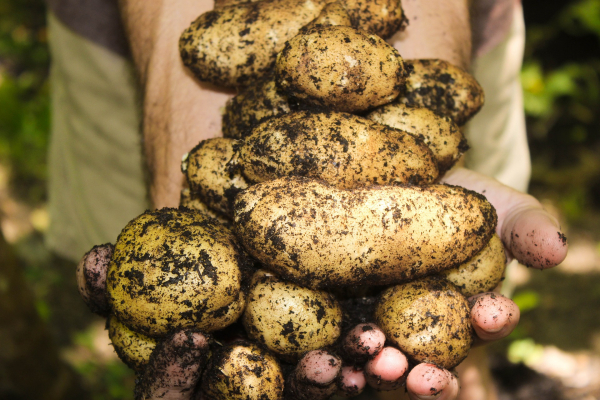 От днес стопаните кандидатстват по схемата за контрол на вредители по картофите