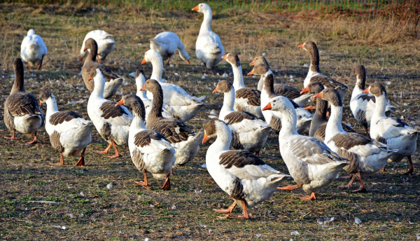 Специални мерки за отглеждащите птици в община Годеч