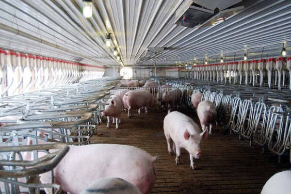 Всички индустриални свинекомплекси в България вече могат свободно да изнасят свинско месо за ЕС