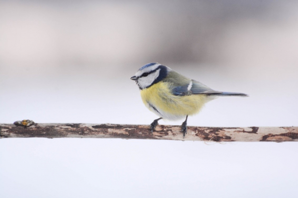 Как и защо да храним пойните птици през зимата?
