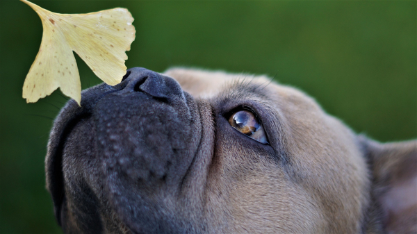 В Костинброд ще се проведе Национална изложба за всички породи кучета 