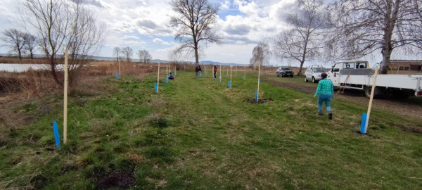 Над 40 дървета бяха засадени около язовир „Маслово“ в Костинброд