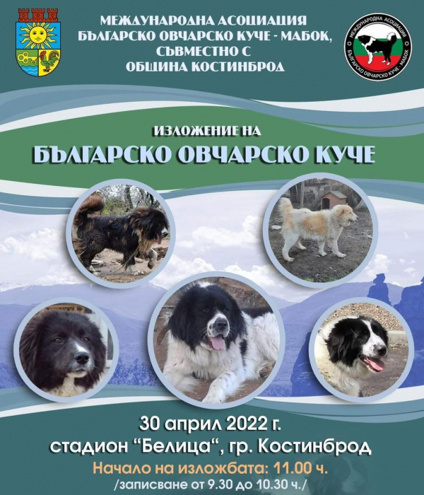 Костинброд отново е домакин на изложение „Българско овчарско куче“