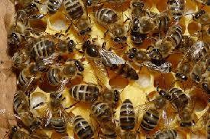 Семинар „Пчелната майка”, ще се проведе в Годеч