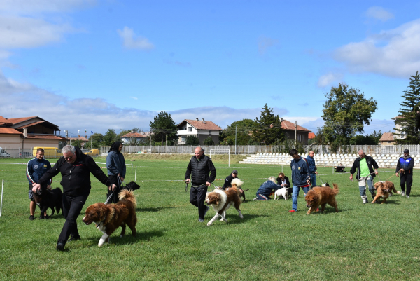 Шампионат за всички породи кучета и специализирана изложба Българско овчарско куче в Костинброд