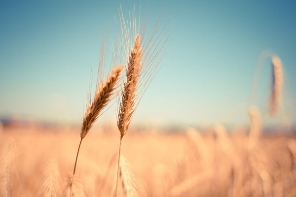 До 30 септември се подават декларации за количество произведено зърно