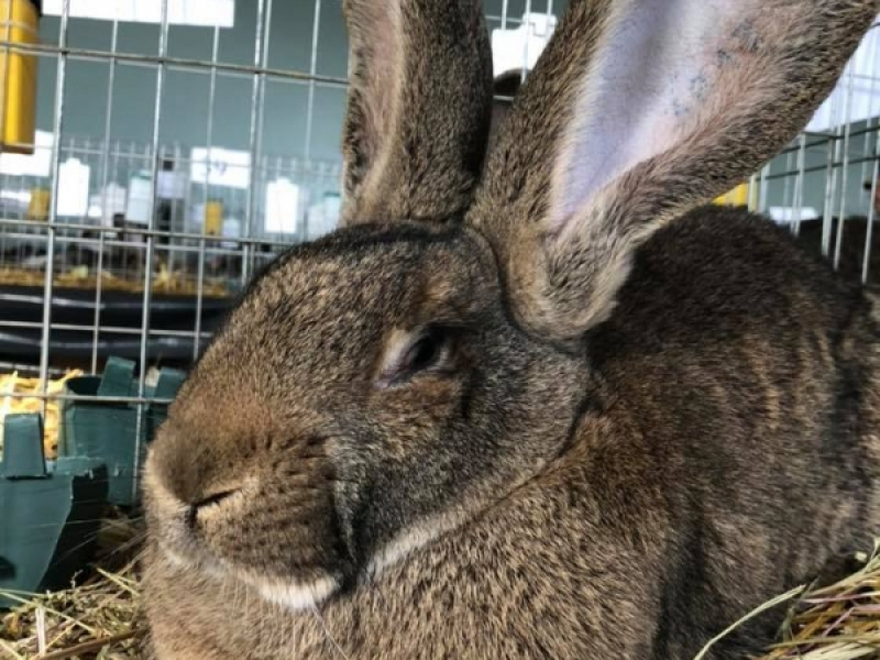 Изложба на зайци „Немски гигант“ ще зарадва любителите на атрактивната порода в Костинброд