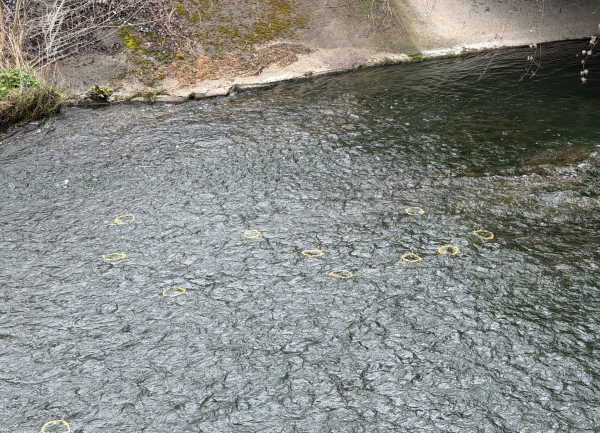 Пъстър Лазаровден с песни и традиции в Костинброд